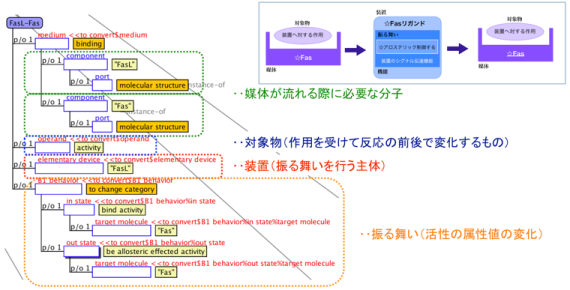 Ontology-based description of apotosis(one of the part)